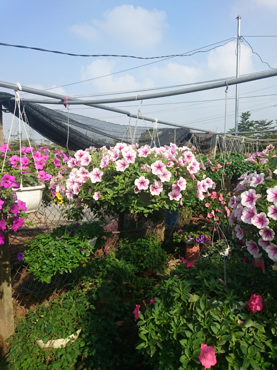 Kinh nghiệm trồng và chăm sóc hoa Dạ Yến Thảo sai hoa