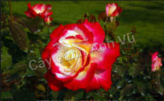 hoa hồng ngoại duoble
